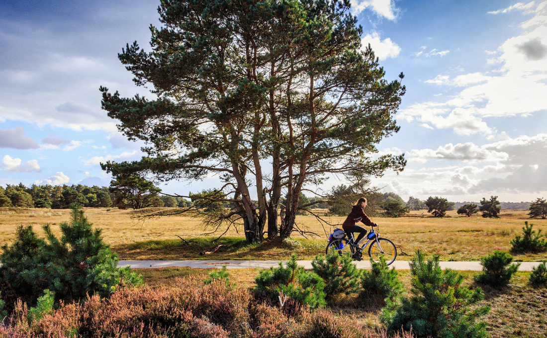 Nationale Park de Hoge Veluwe 2