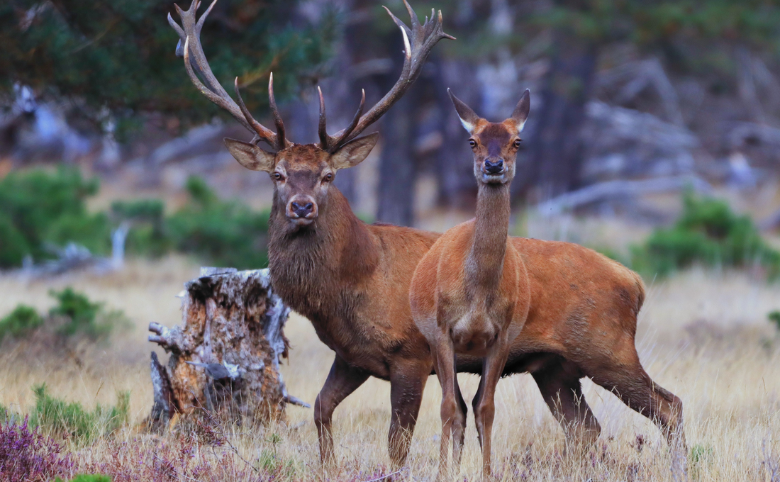 Nationale Park de Hoge Veluwe