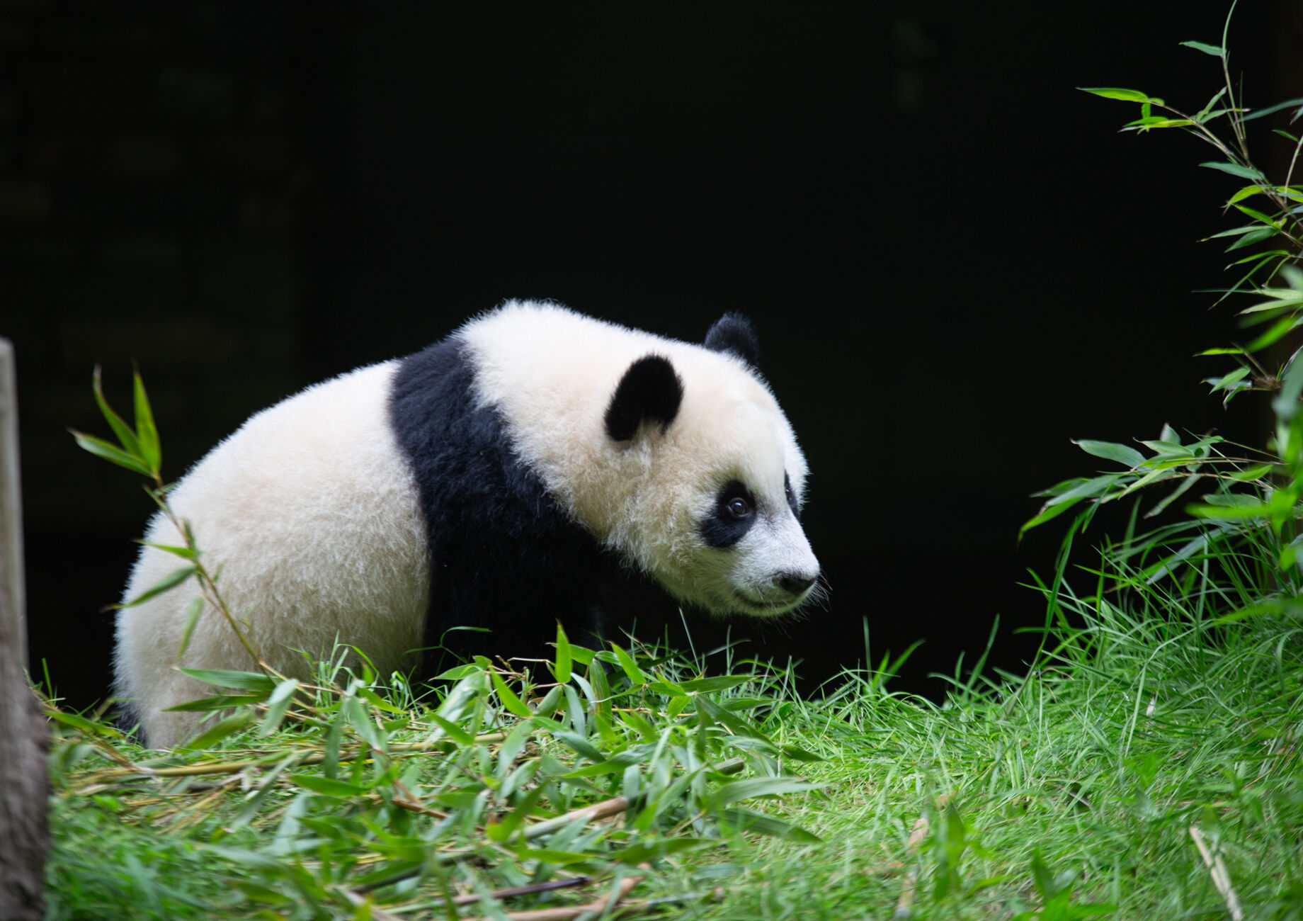 Ouwehands Dierenpark