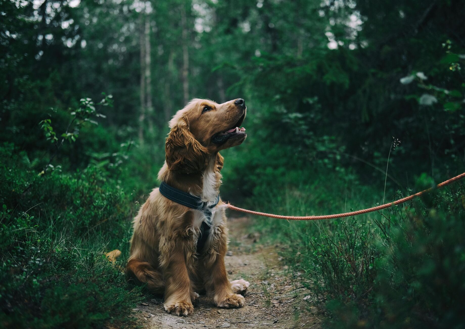 Hond