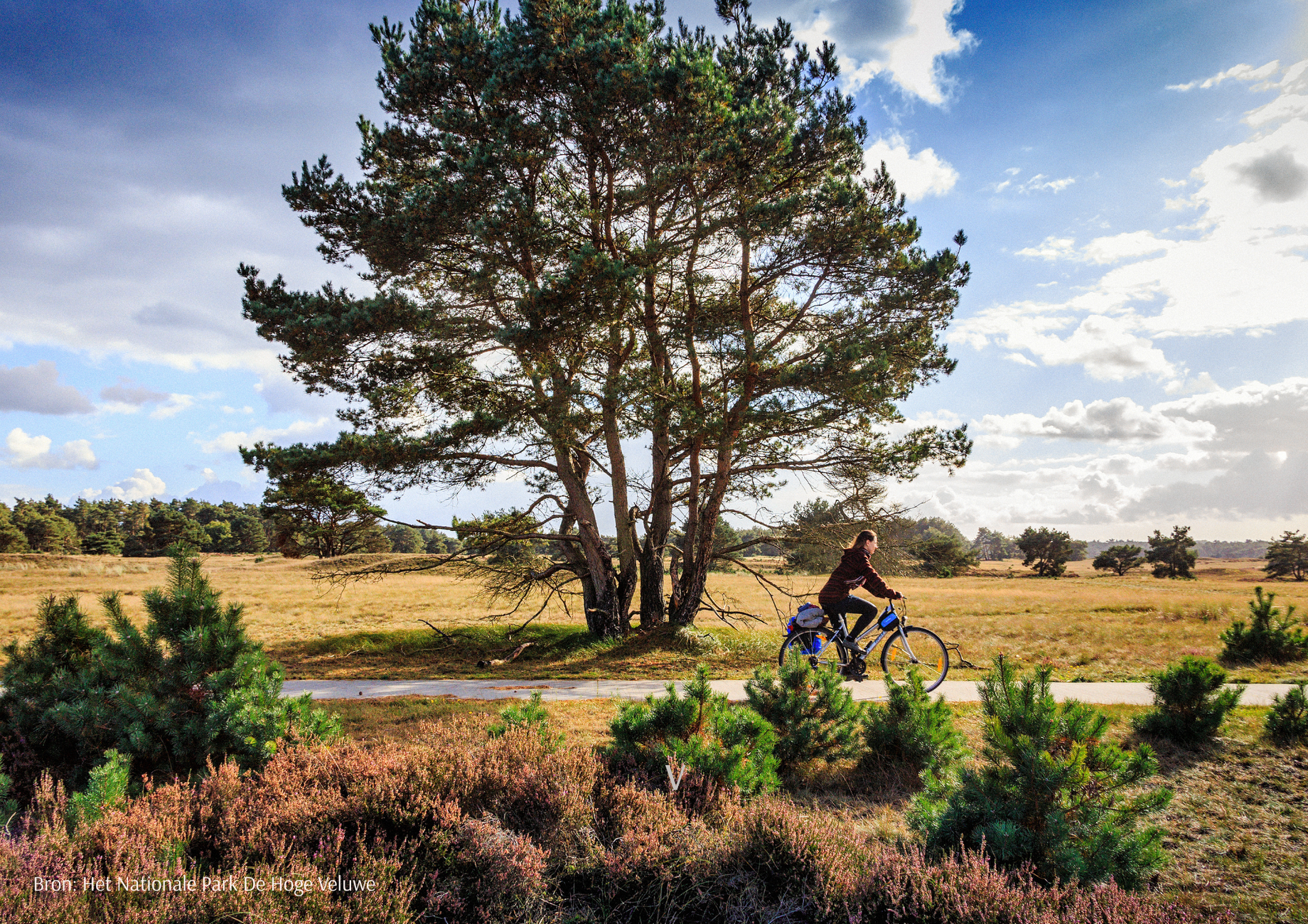 Nationale Park de Hoge Veluwe 2