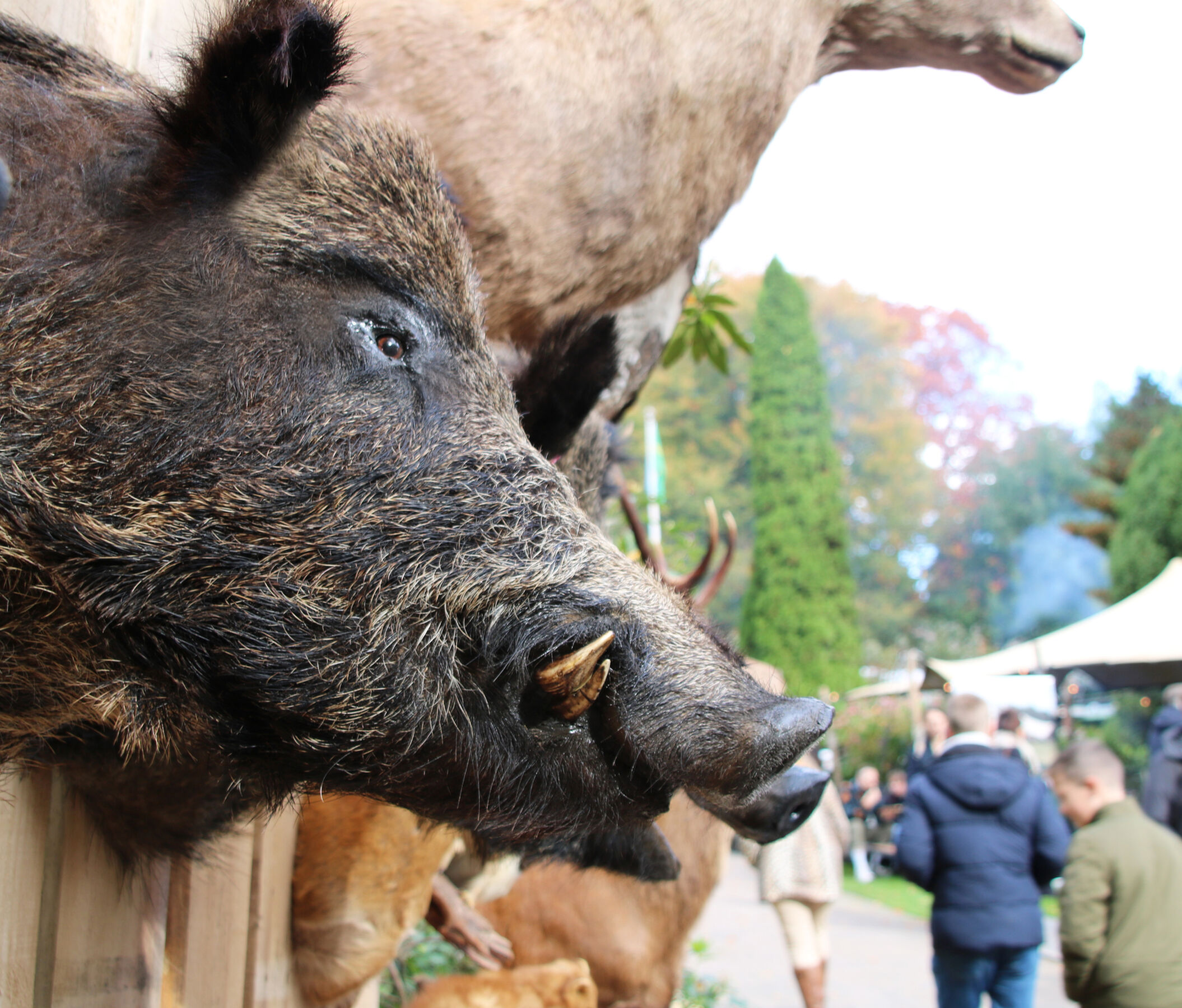 17 Wildfair 2025 de Lunterse Boer Laura van de Geer