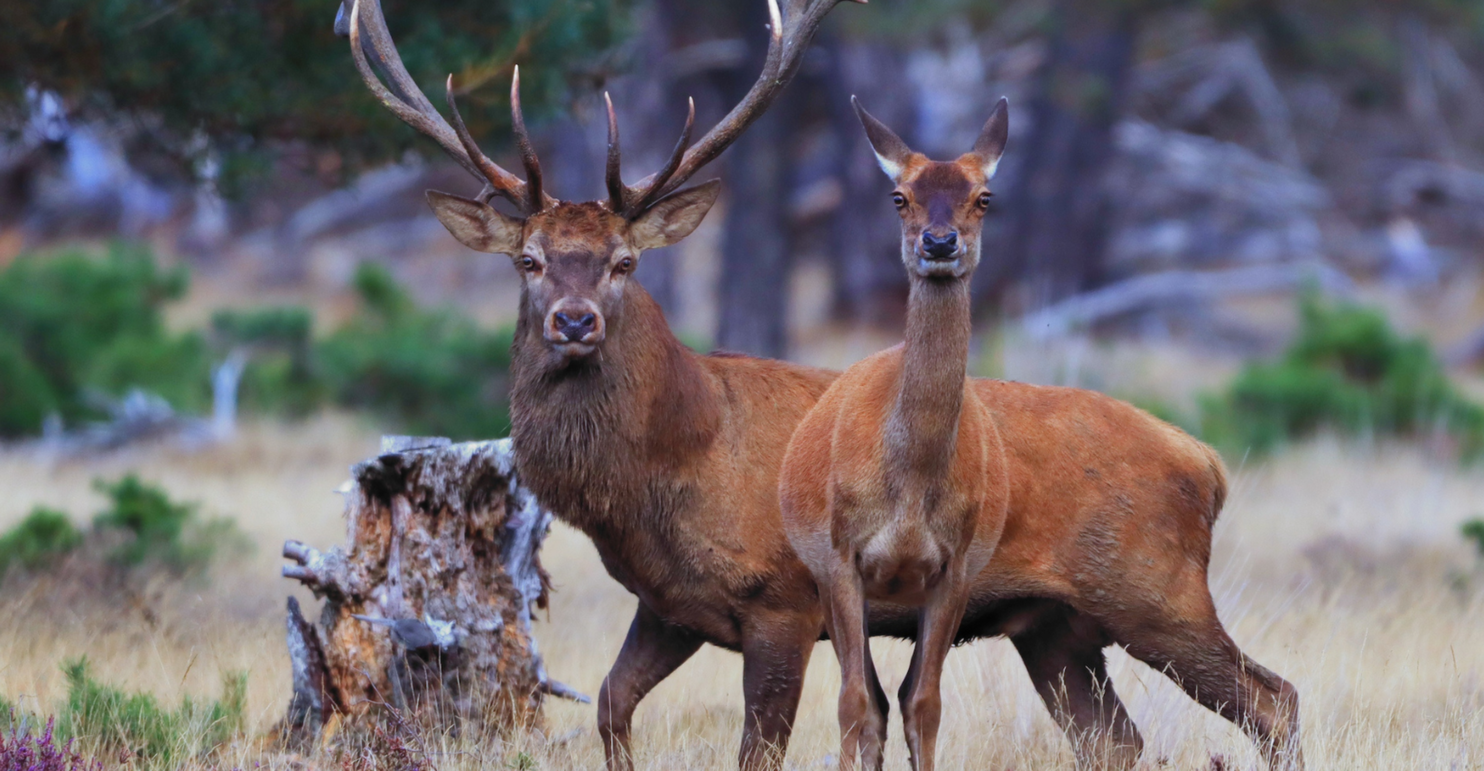 Veluwe