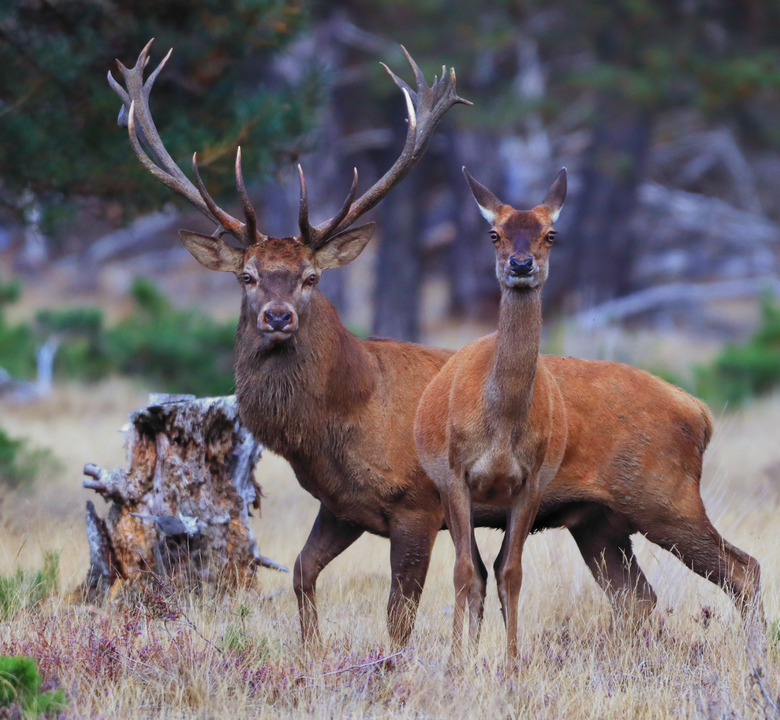 Veluwe