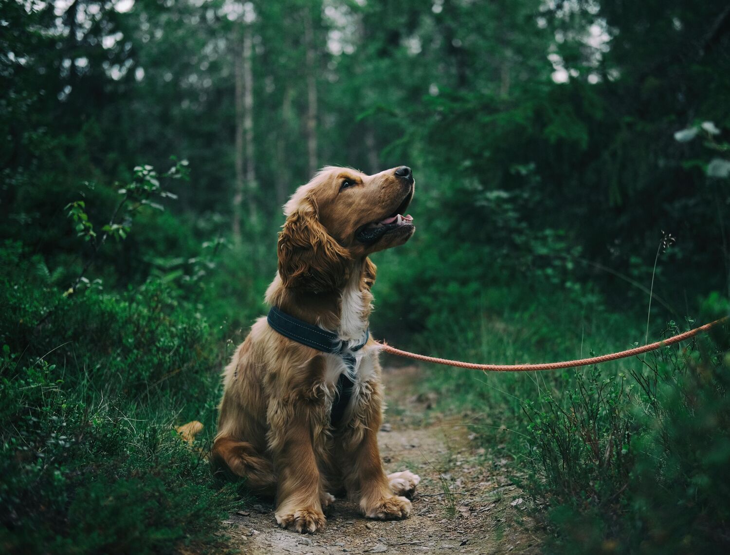 Hond hotel